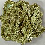 Palm from Lady Dot Palm from Lady Dot